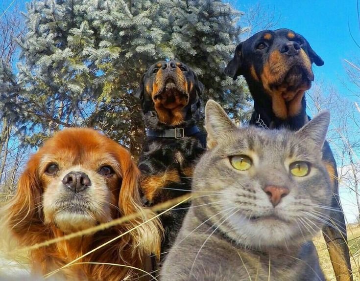 Кошки и собаки