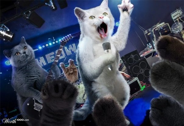 Кошка на тусовке