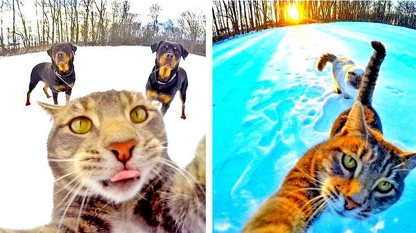 Селфи кота с БМВ