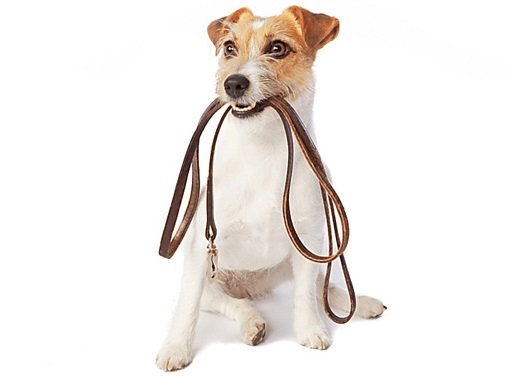 Щенок с поводком