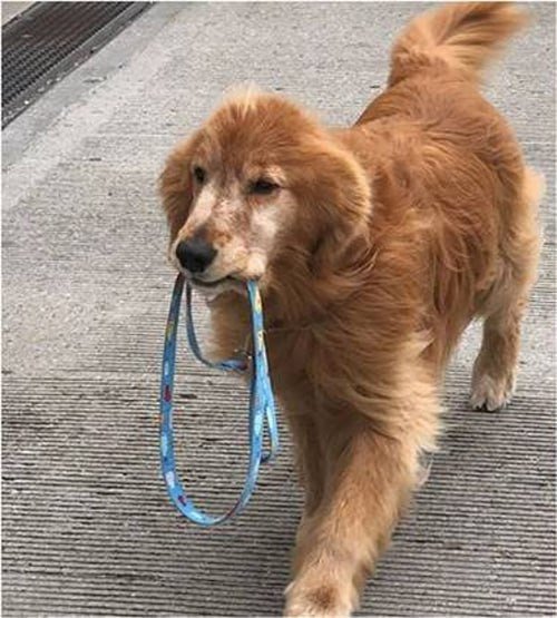 Собака выгуливает себя