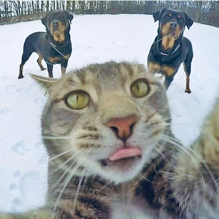 Коты фоткаются