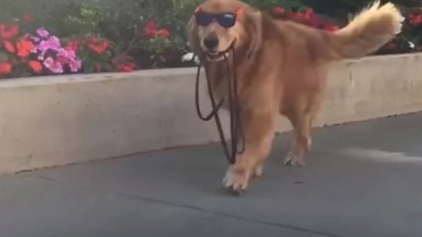 Пес выгуливает сам себя