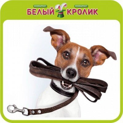 Поводок для собак