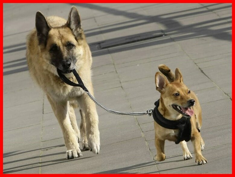 Выгуливать собаку