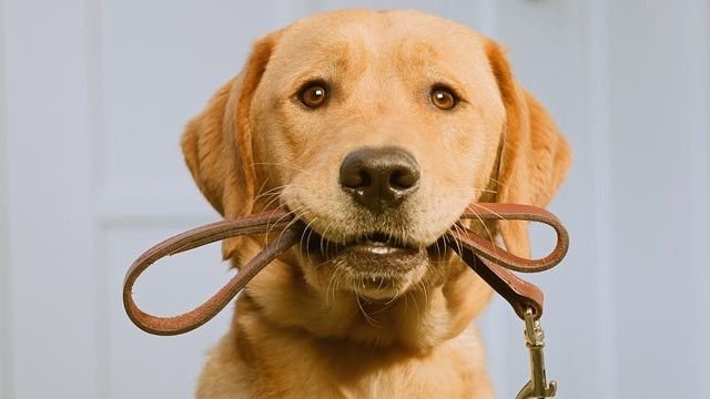 Поводок для собак