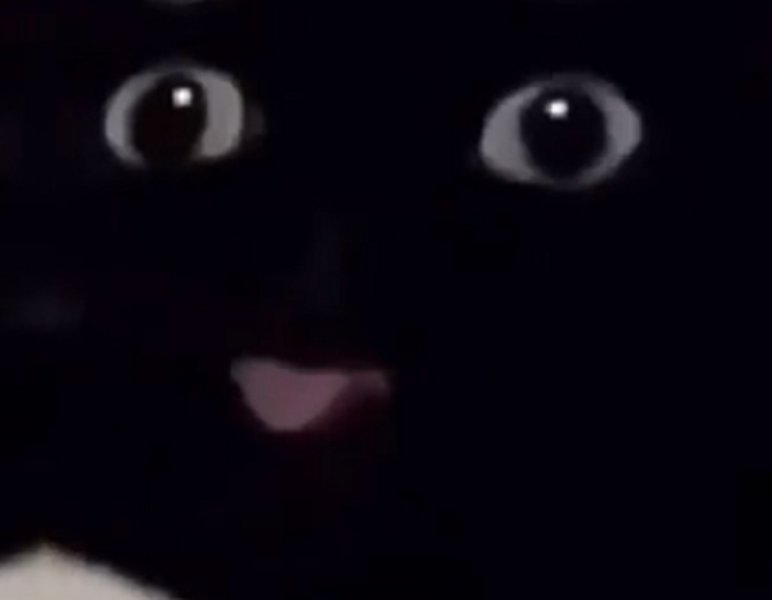 Черный кот с языком Мем