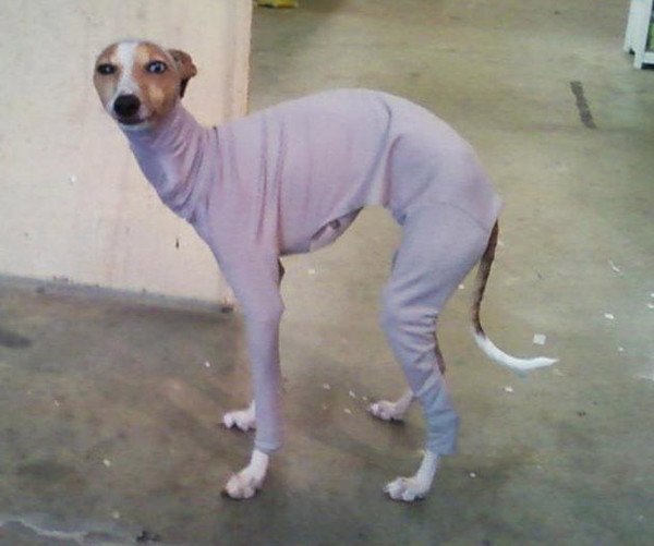 Собака в водолазке