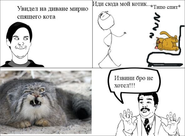Смешные мемы с котами