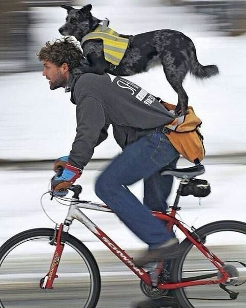 Собака на велосипеде