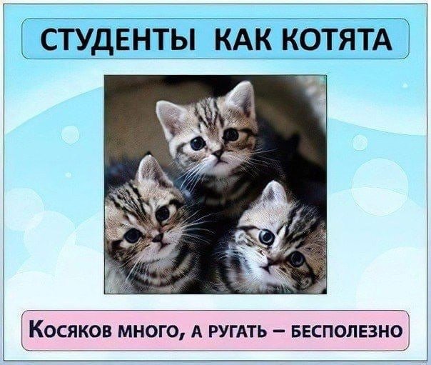 Админы как котята