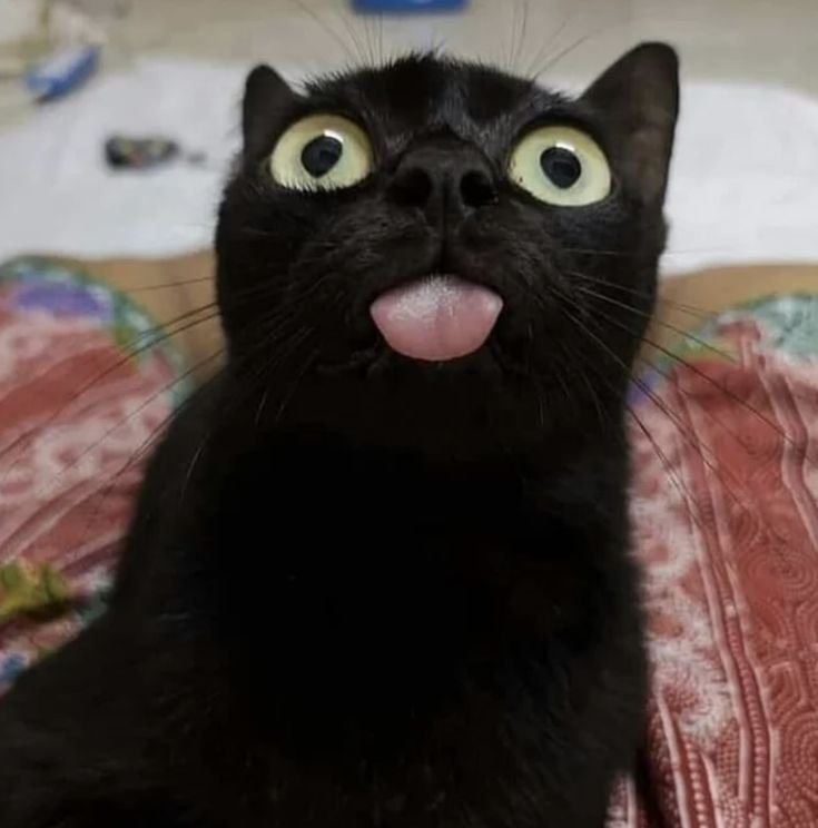 Черная кошка