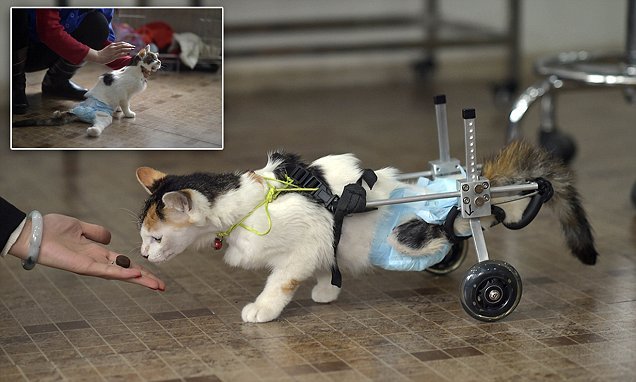 Кот в инвалидной коляске