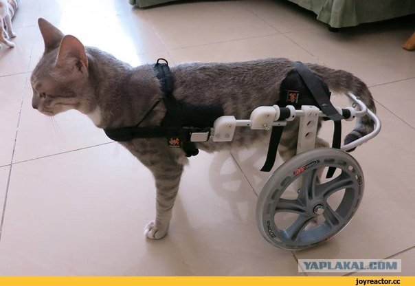 Кот с тележкой