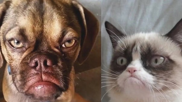 Коты и собаки Мем