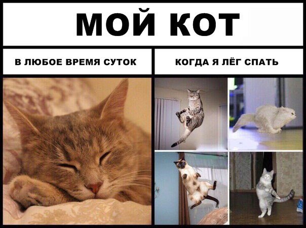 Смешные мемы с котами
