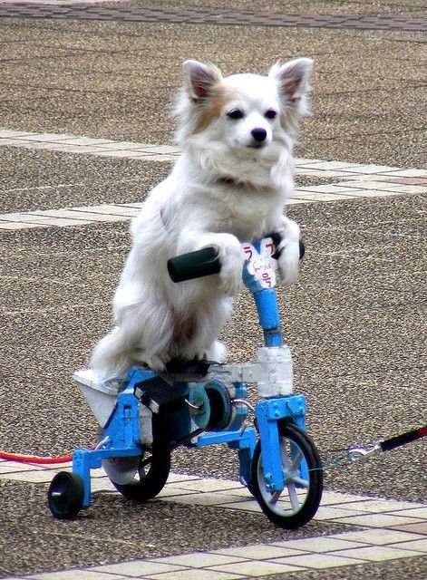 Собачка на самокате