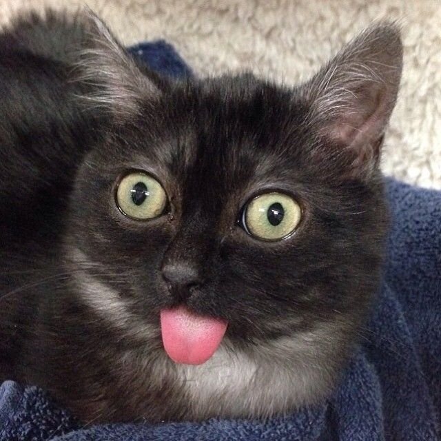 Кошка с высунутым языком