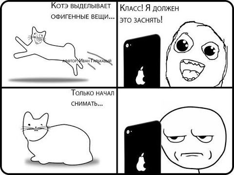 Мемы про котов