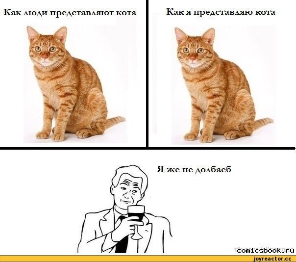 Кот Мем