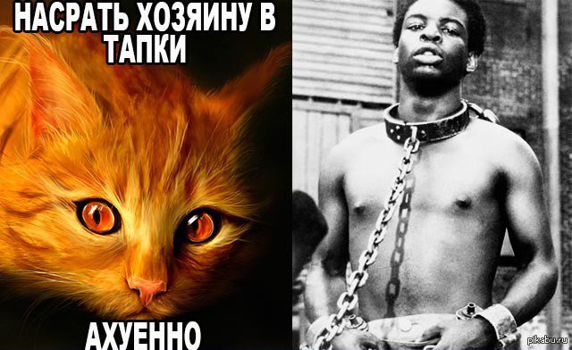 Негр с котами