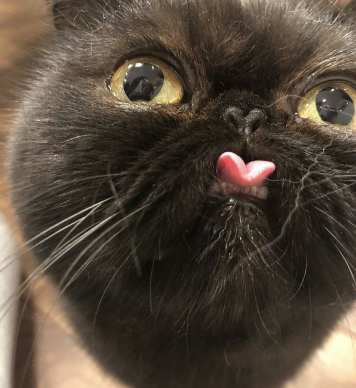 Котик с высунытым ежиком