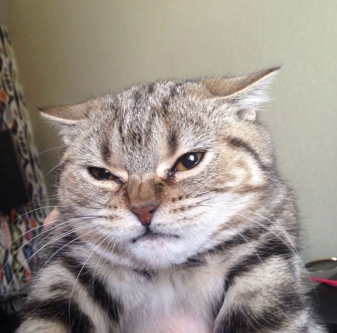 Отвращение кот