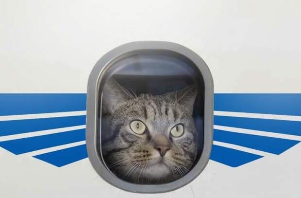 Кот Виктор мемы