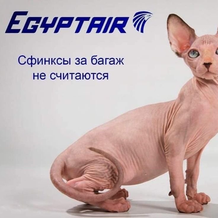 Реклама авиакомпании коты