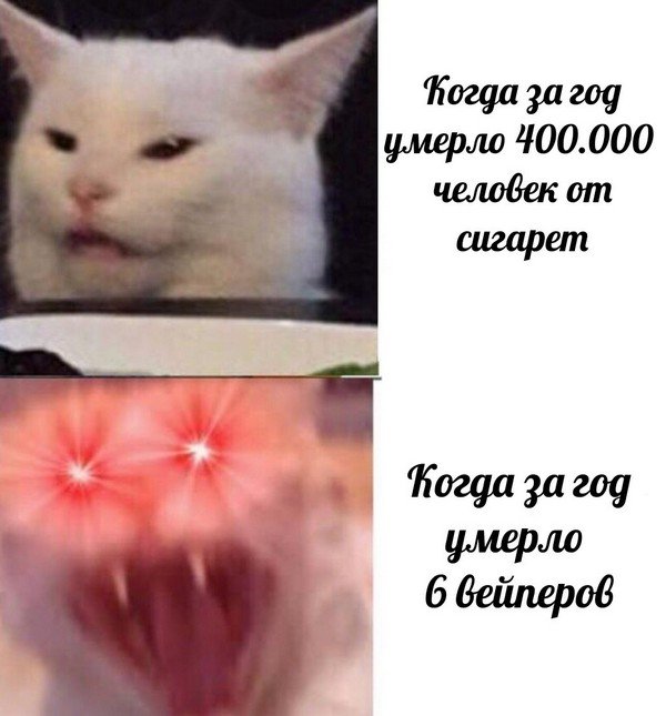 Белый кот с мема