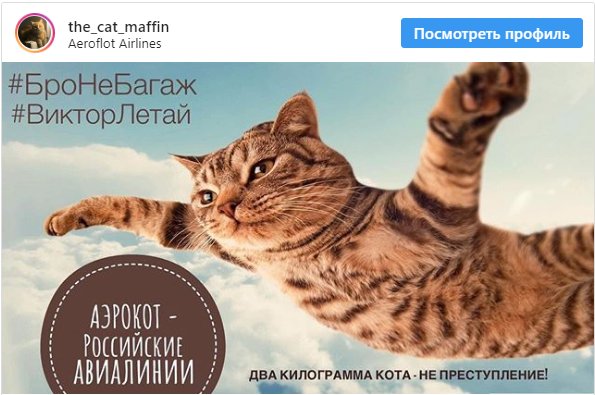 Кот виктор аэрофлот