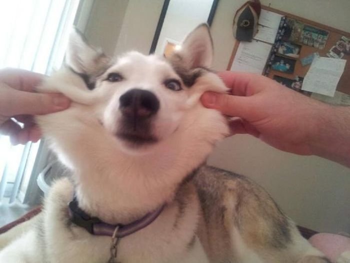 Дергать за щеки