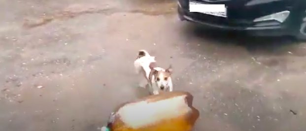 Собака Джек Рассел и кега