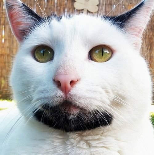 Дагестанский кот