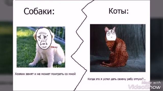 Прикольные мемы про котов