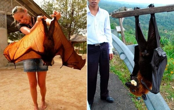 Летучая лисица гривастый ацеродон