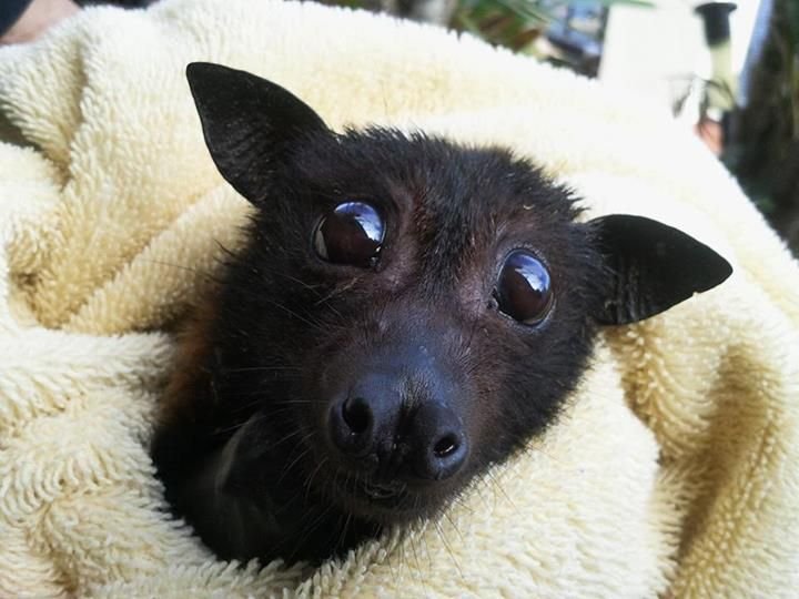 Карликовый крылан