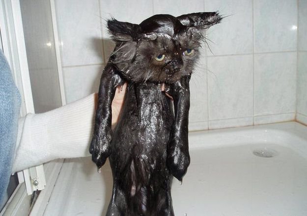 Мокрая кошка