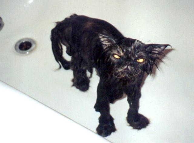 Черный облезлый кот