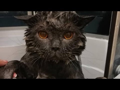 Мокрый кот