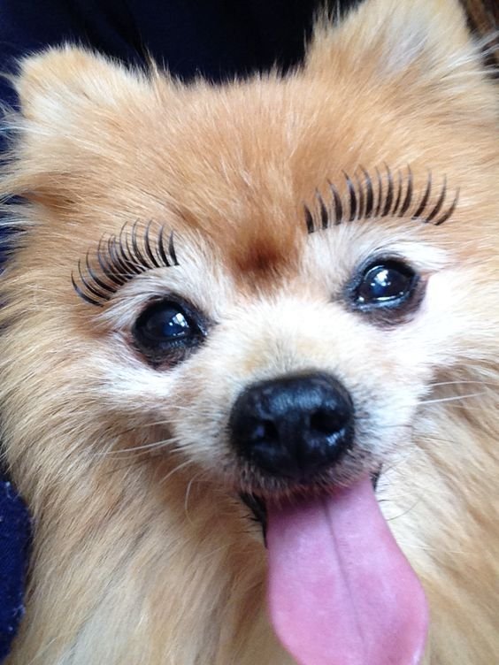 Животные с ресницами