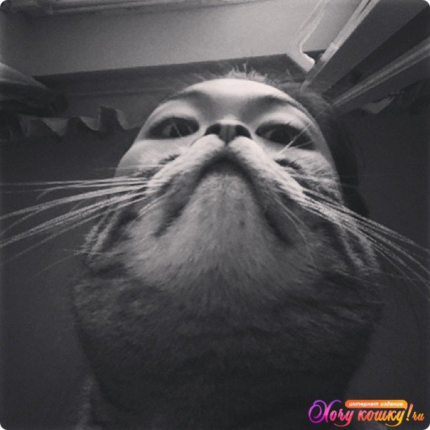 Кот с бородой Мем