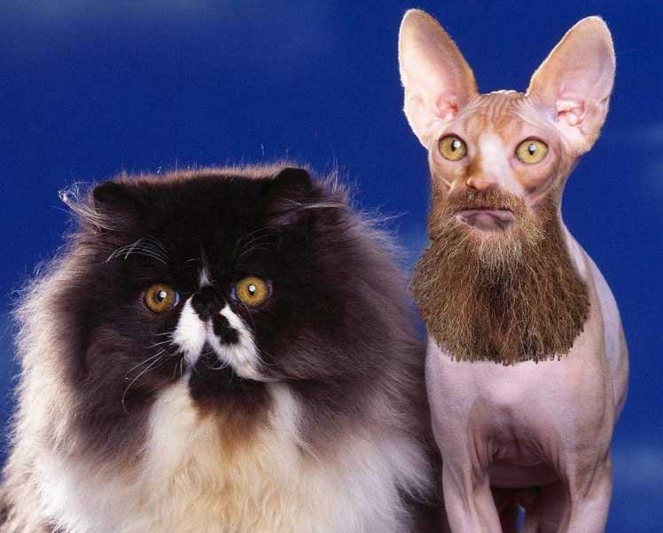 Кот с бородой