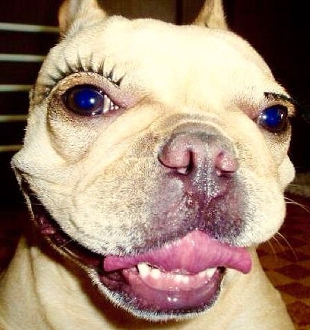 Накрашенная собака