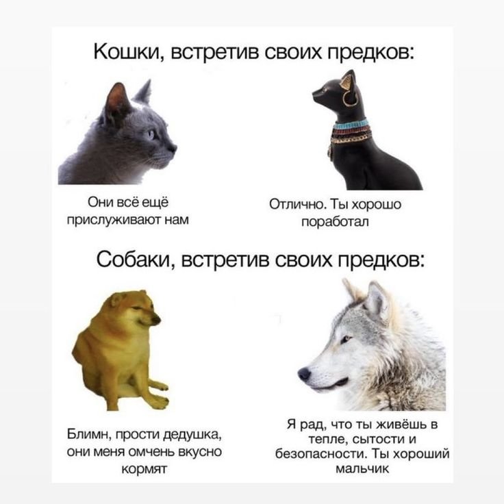 Предок кошек и собак