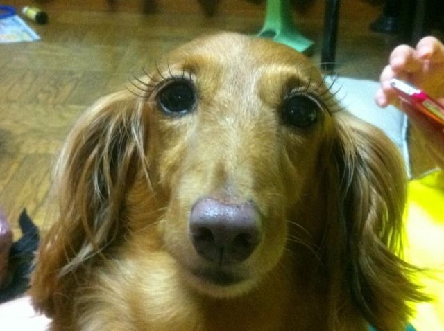 Собака с бровями