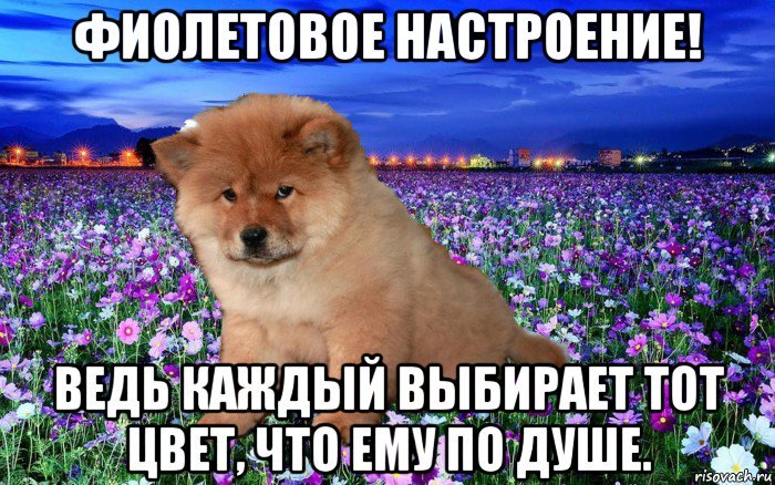 Цвет настроения фиолетовый