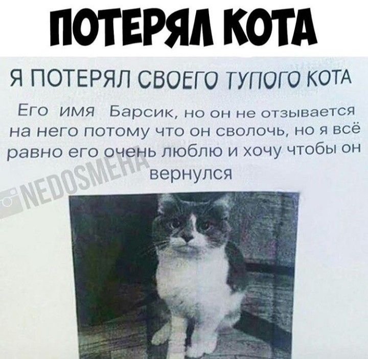 Потеряли кота