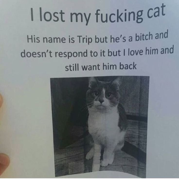 Объявление о пропаже кота