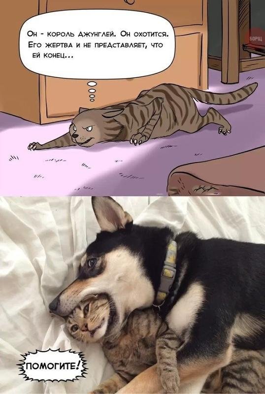 Собака кошка наоборот